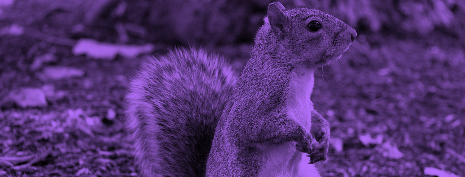 Purple Squirrel
